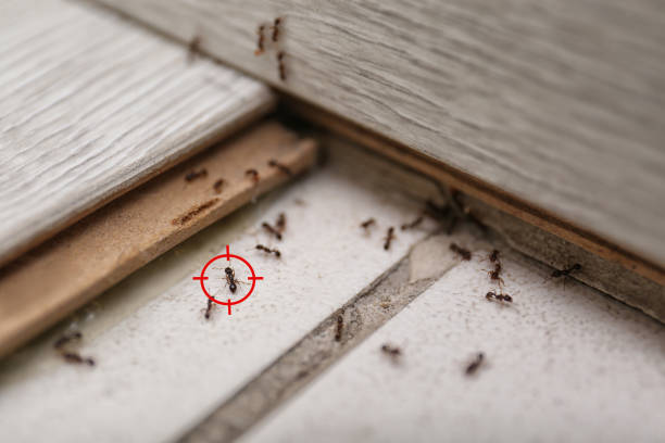 Trusted Montana City, MT Pest Control Experts