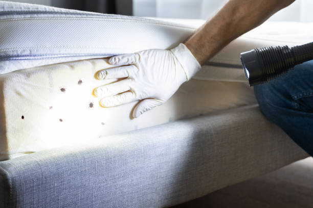 Best Affordable Pest Control Services  in Montana City, MT